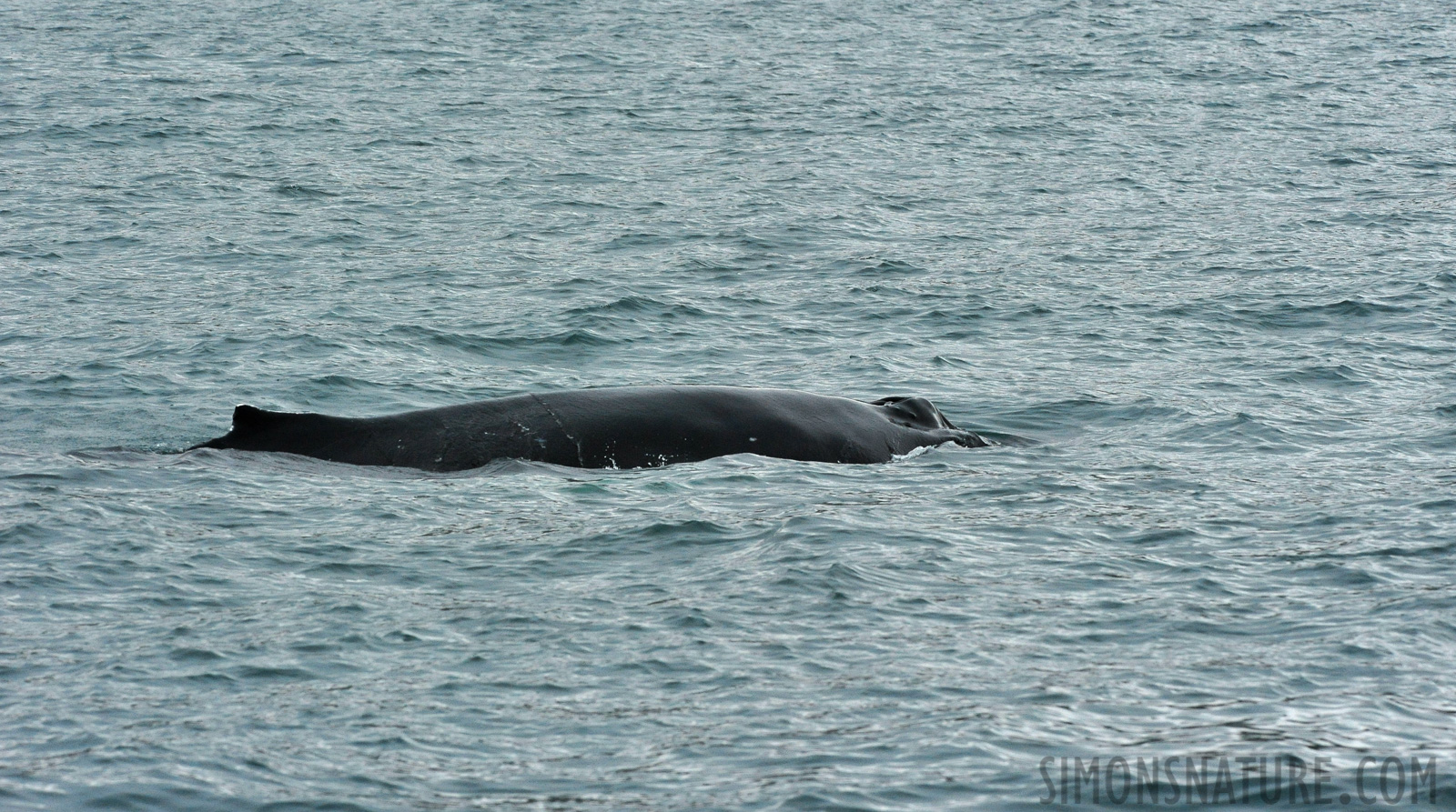 Megaptera novaeangliae [280 mm, 1/800 Sek. bei f / 11, ISO 2500]